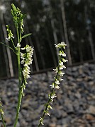 IMG_9391