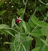 IMG_1066