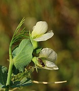 IMG_6442