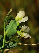 IMG_6443