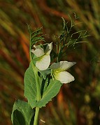 IMG_6444