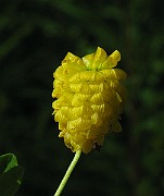 IMG_6997