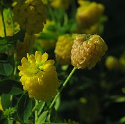 IMG_6999