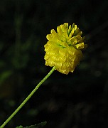 IMG_7002