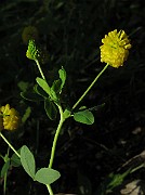 IMG_7003