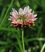 IMG_4312