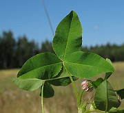 IMG_9172