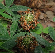IMG_0800