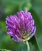 IMG_1910