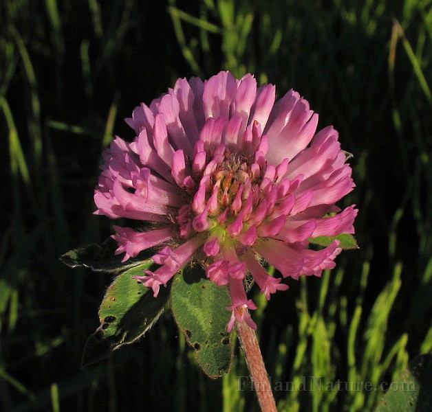 Trifolium_pratense2.jpg