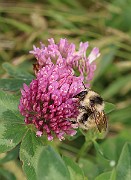 IMG_0487