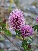 IMG_5901