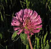 Trifolium_pratense2