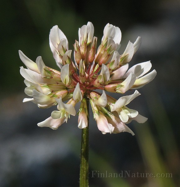 Trifolium_repens.jpg