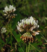 IMG_3885