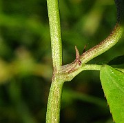 IMG_6142