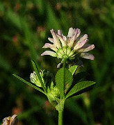 IMG_6145