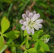 IMG_6994