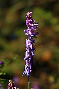 IMG_0265