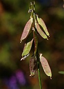 IMG_0268