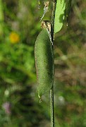 IMG_4460