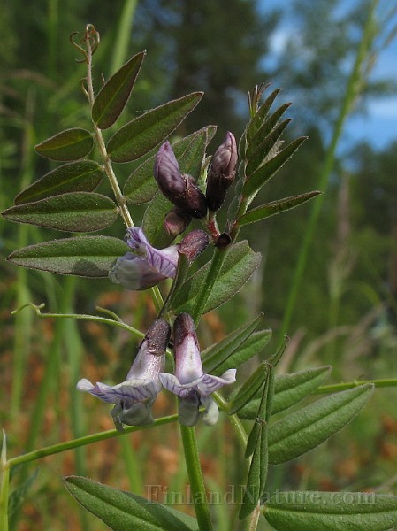 Vicia_sepium2.jpg