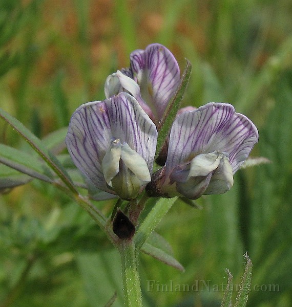 Vicia_sepium3.jpg