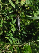 IMG_7574