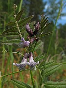Vicia_sepium2