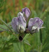 Vicia_sepium3