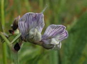 Vicia_sepium4