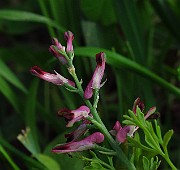 IMG_2905