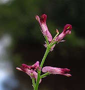 IMG_2910