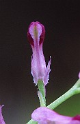 IMG_2916