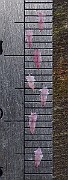 IMG_2919