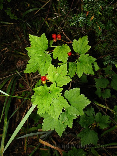 IMG_5871.jpg