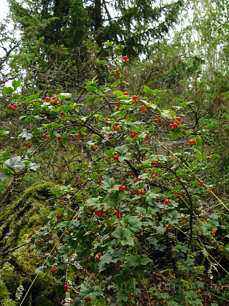 IMG_5879.jpg