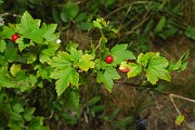 IMG_0788