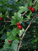 IMG_3764