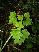 IMG_5871