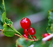 IMG_6740