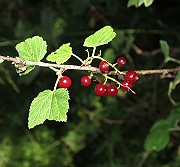 IMG_7653