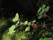 IMG_7655
