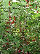 IMG_7899