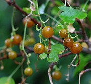 IMG_6770