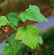 IMG_6733