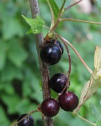 IMG_8406