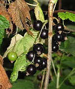 IMG_8411