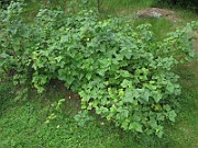 IMG_8415