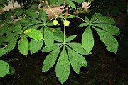 IMG_0653
